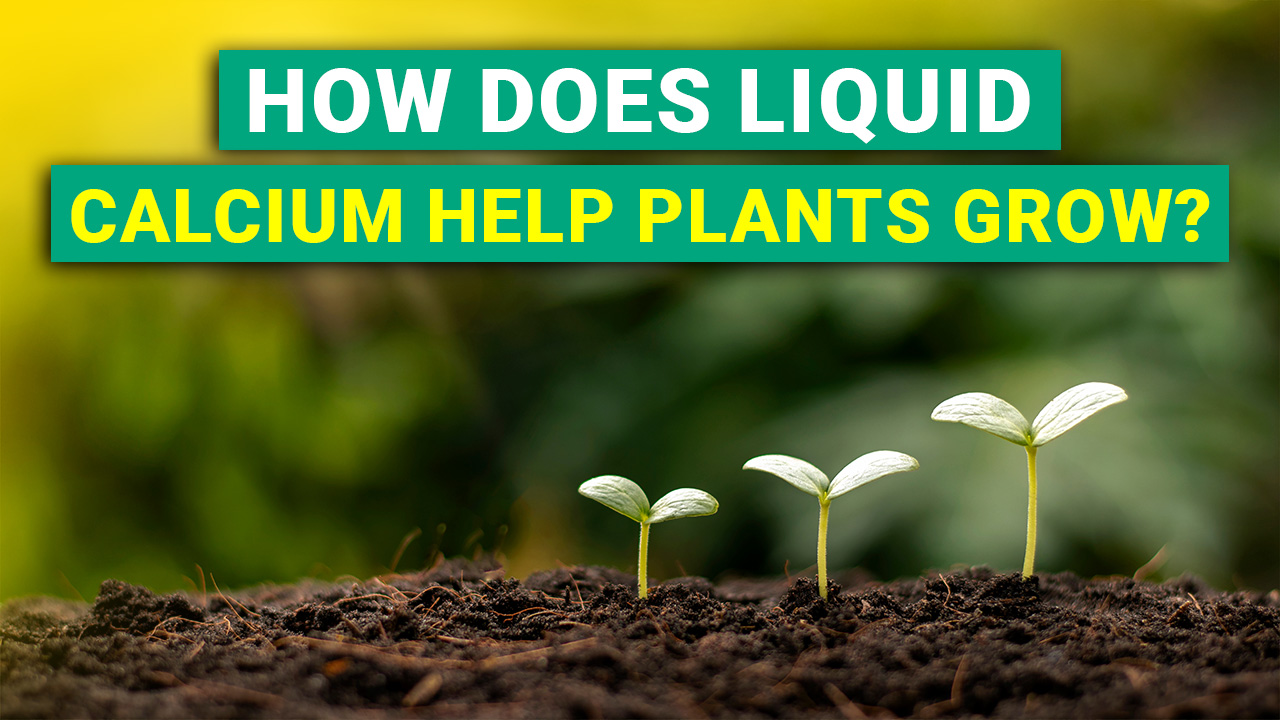 Does Calcium Help Plants Produce Sugar at Terri Kent blog