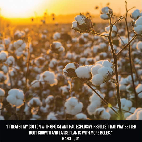 cotton-test2