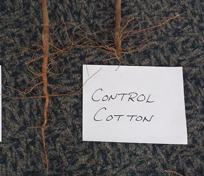 cotton-test3
