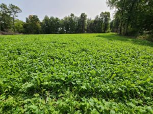 The Effects of Organic Matter Levels in the Soil
