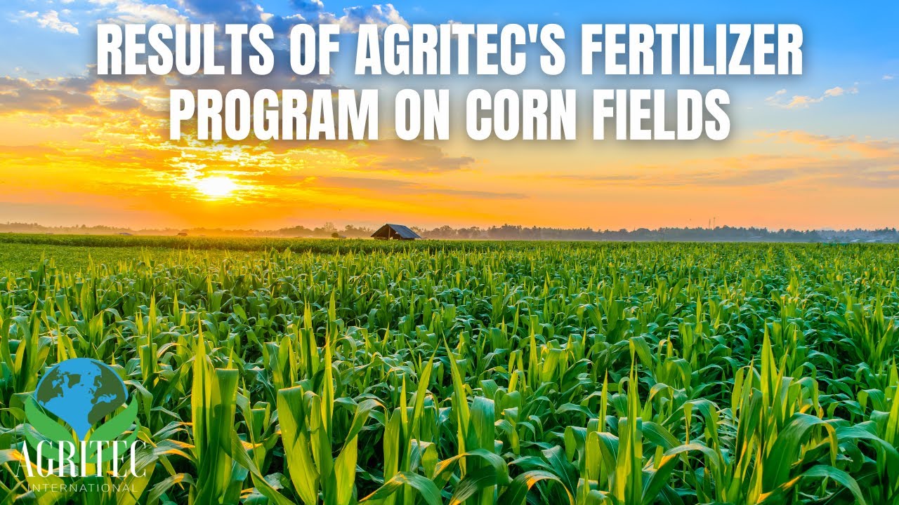 Results of AgriTec's fertilizer program on this corn field