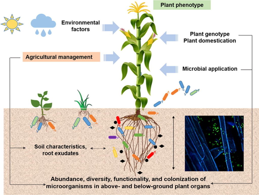 Microbial Bacteria in the Plant